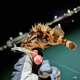 タケノコメバル