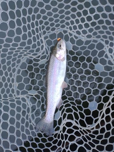 ニジマスの釣果