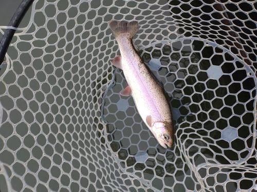 ニジマスの釣果