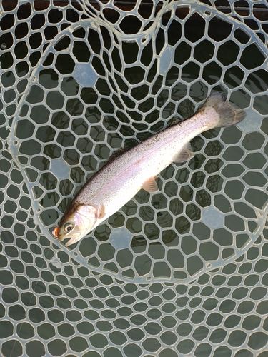 ニジマスの釣果