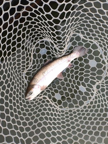 ニジマスの釣果