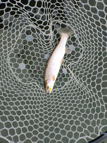 ニジマスの釣果