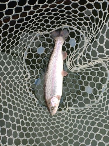 ハミングバード通天湖