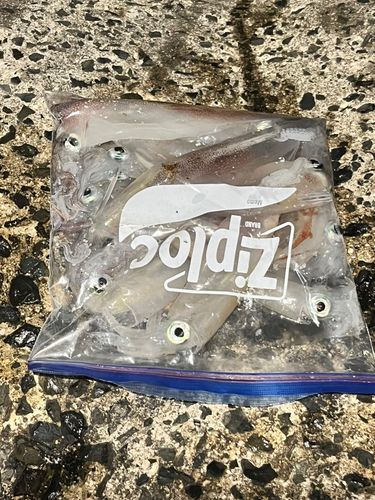 ヤリイカの釣果