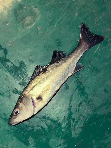 セイゴ（マルスズキ）の釣果