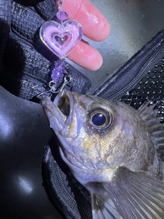 シロメバルの釣果