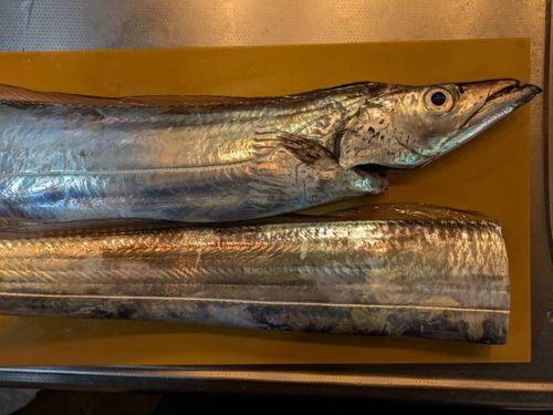 タチウオの釣果