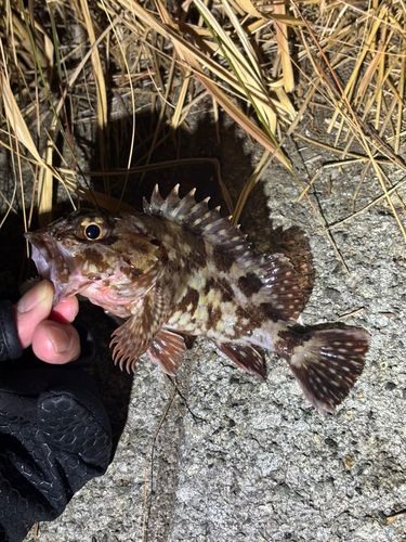カサゴの釣果
