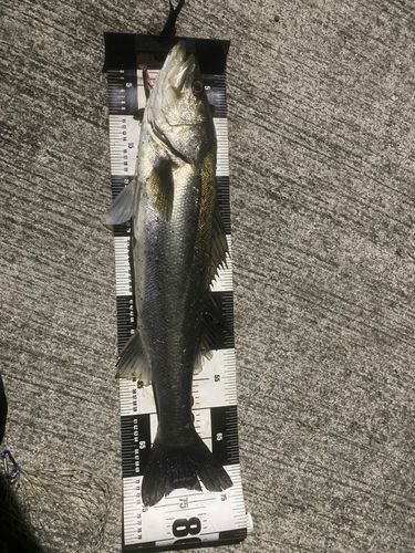 木津川（大阪）