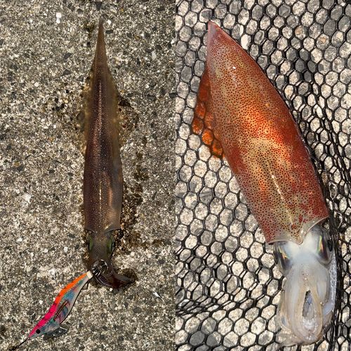 ケンサキイカの釣果