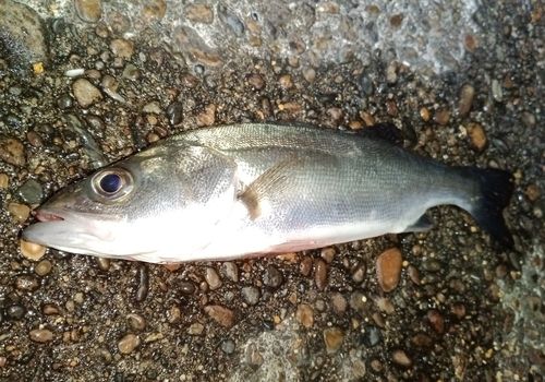 セイゴ（マルスズキ）の釣果