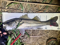 フッコ（マルスズキ）の釣果