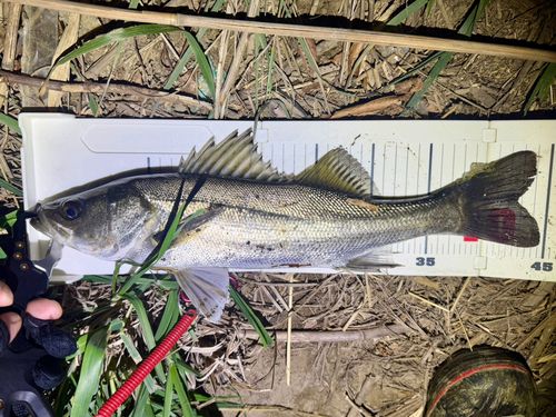 フッコ（マルスズキ）の釣果