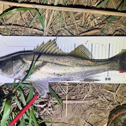 フッコ（マルスズキ）