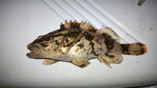 タケノコメバルの釣果