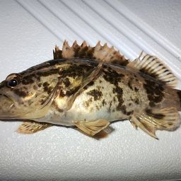 タケノコメバル