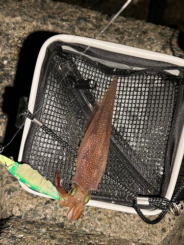 ササイカの釣果