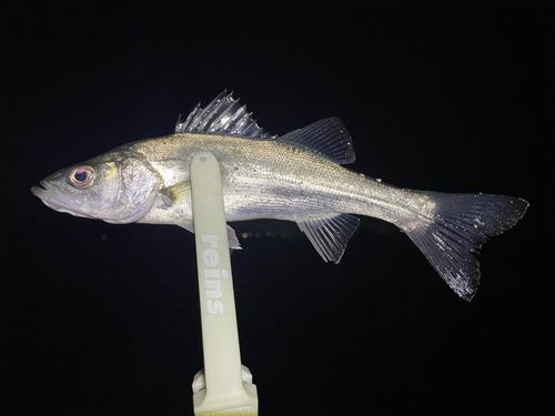 セイゴ（マルスズキ）の釣果