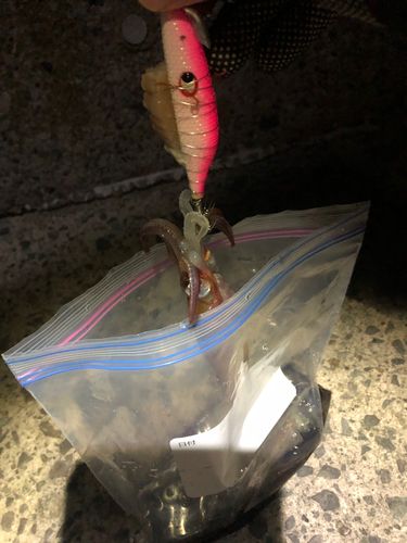 ヤリイカの釣果