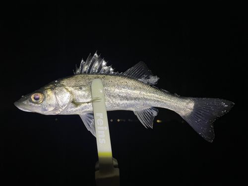 セイゴ（マルスズキ）の釣果