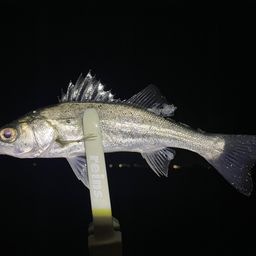 セイゴ（マルスズキ）