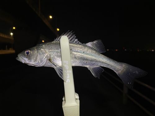 セイゴ（マルスズキ）の釣果