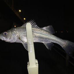 セイゴ（マルスズキ）