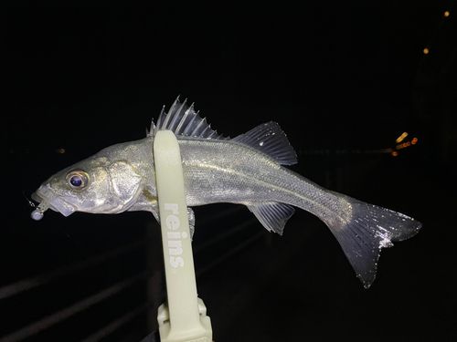 セイゴ（マルスズキ）の釣果