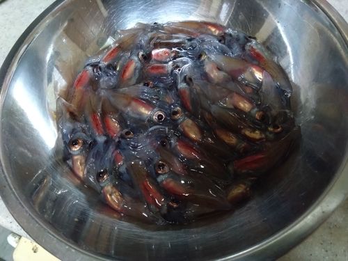 ホタルイカの釣果