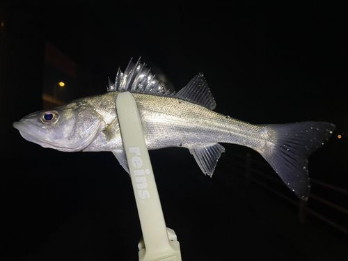 セイゴ（マルスズキ）の釣果