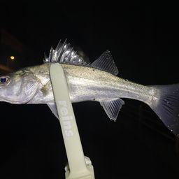 セイゴ（マルスズキ）