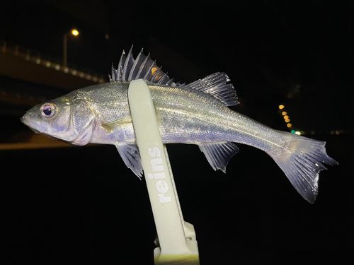 セイゴ（マルスズキ）の釣果