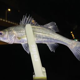 セイゴ（マルスズキ）