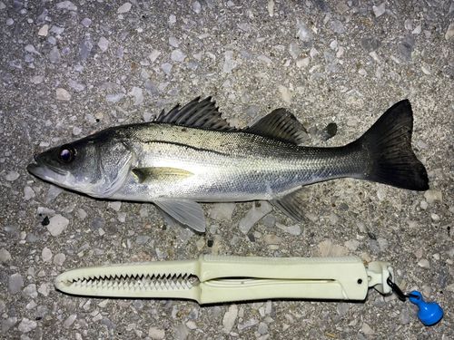 フッコ（マルスズキ）の釣果