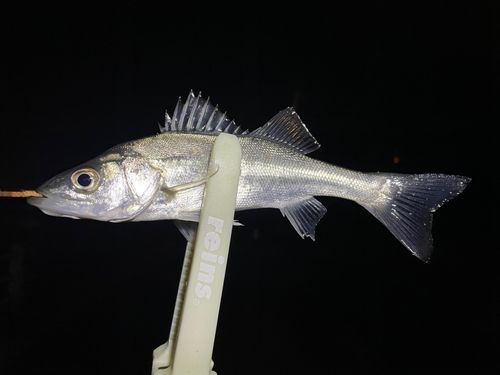 セイゴ（マルスズキ）の釣果