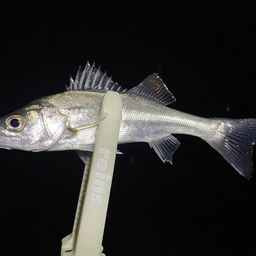 セイゴ（マルスズキ）