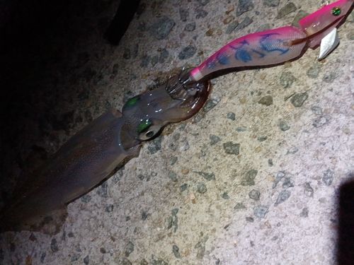 ヤリイカの釣果