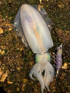 アオリイカの釣果