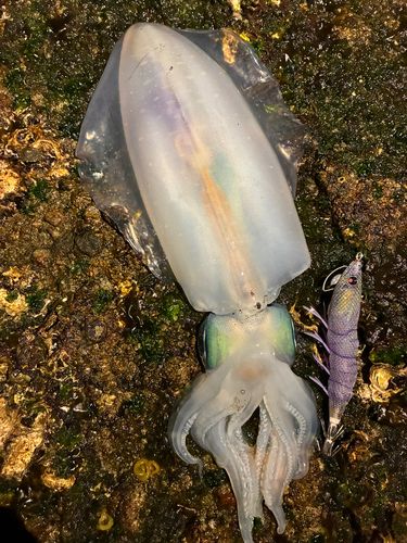 アオリイカの釣果