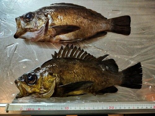 クロメバルの釣果