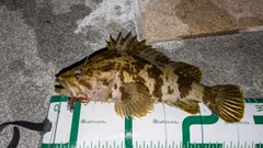 タケノコメバルの釣果