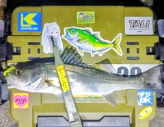 シーバスの釣果