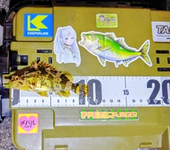 タケノコメバルの釣果