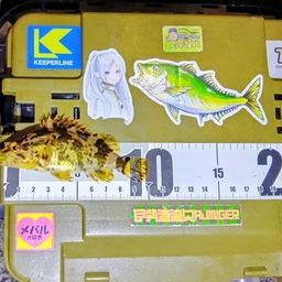 タケノコメバル