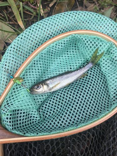 カワムツの釣果