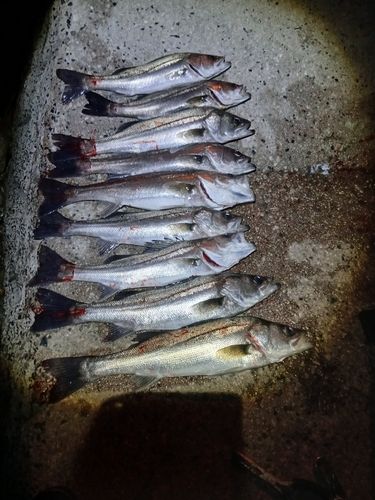 シーバスの釣果