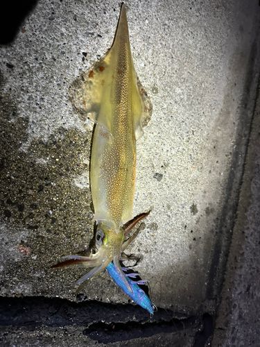 ヤリイカの釣果