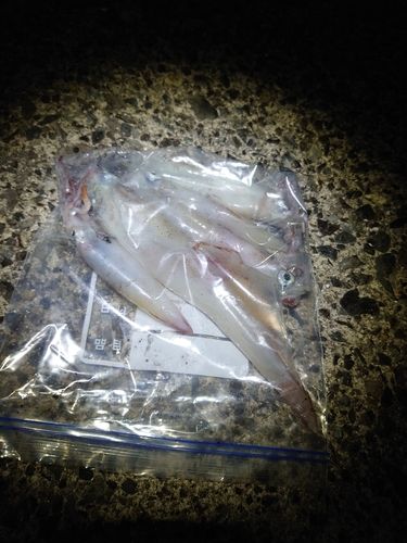 ヤリイカの釣果