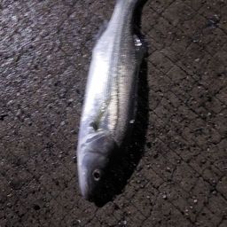 セイゴ（マルスズキ）