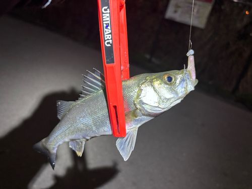 セイゴ（マルスズキ）の釣果